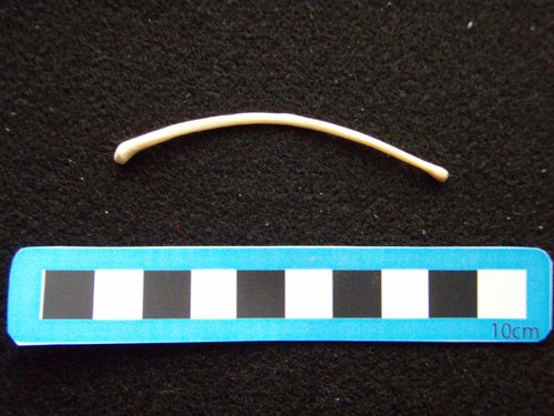 f:id:Naturalhistory:20091105161521j:image