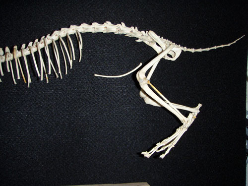 f:id:Naturalhistory:20091105161656j:image