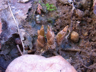 f:id:Naturalhistory:20091106145910j:image f:id:Naturalhistory:20091106145910j:image