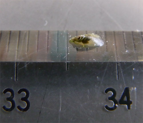 f:id:Naturalhistory:20091107171051j:image
