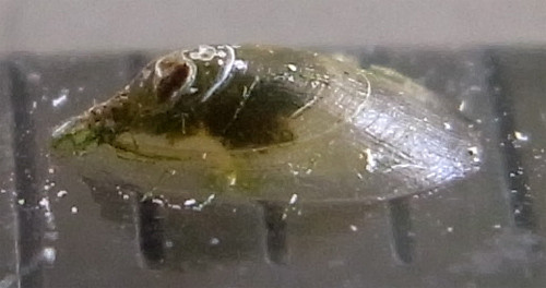 f:id:Naturalhistory:20091107171230j:image