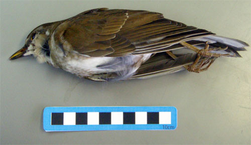 f:id:Naturalhistory:20091110160533j:image