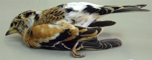 f:id:Naturalhistory:20091110160617j:image