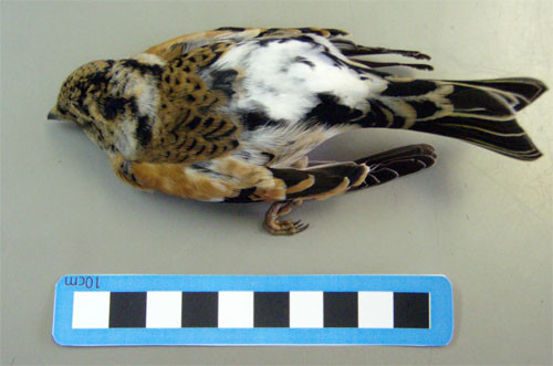 f:id:Naturalhistory:20091110160648j:image