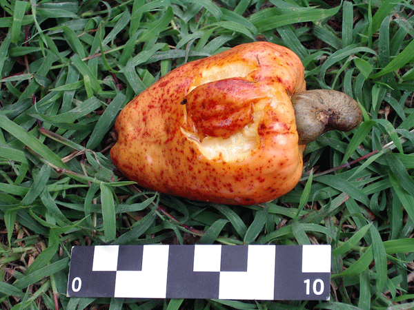 f:id:Naturalhistory:20091112182748g:image