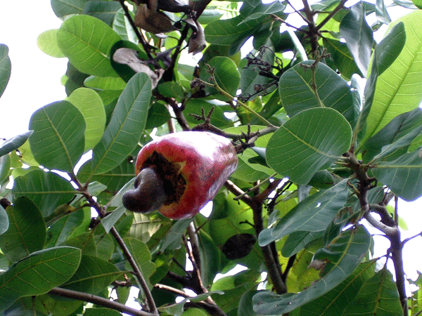 f:id:Naturalhistory:20091112182750g:image