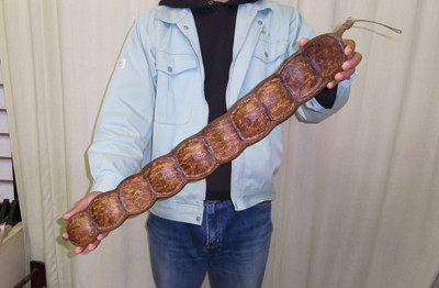 f:id:Naturalhistory:20091113170517j:image