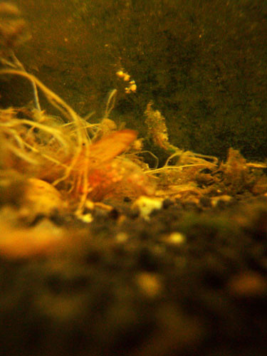 f:id:Naturalhistory:20091113170839j:image f:id:Naturalhistory:20091113170839j:image
