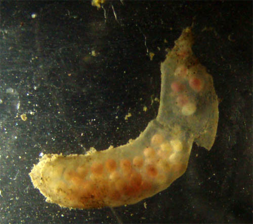 f:id:Naturalhistory:20091114120519j:image f:id:Naturalhistory:20091114120519j:image