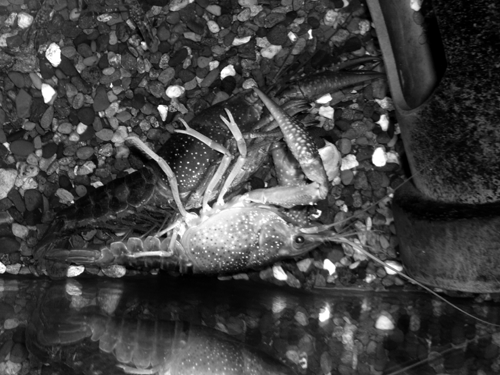f:id:Naturalhistory:20091120175332g:image