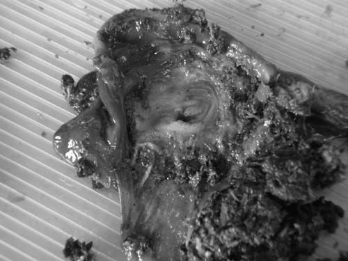f:id:Naturalhistory:20091122133609j:image f:id:Naturalhistory:20091122133609j:image
