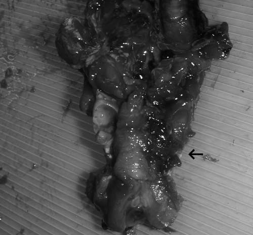 f:id:Naturalhistory:20091122165110j:image f:id:Naturalhistory:20091122165110j:image