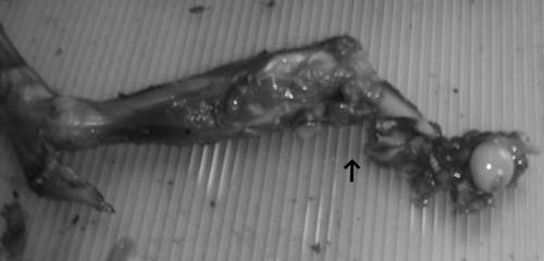 f:id:Naturalhistory:20091122165330j:image f:id:Naturalhistory:20091122165330j:image
