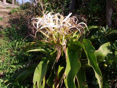 f:id:Naturalhistory:20091126102429j:image