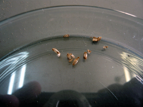 f:id:Naturalhistory:20091126181654g:image f:id:Naturalhistory:20091126181654g:image