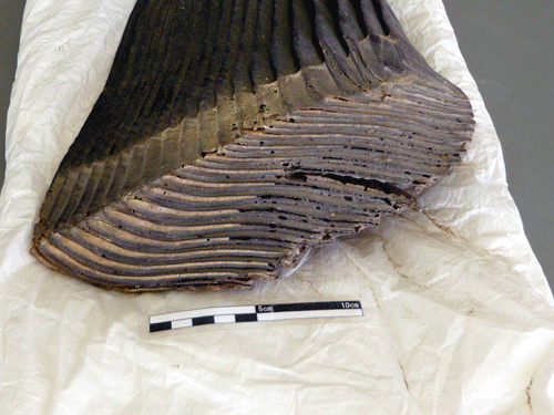 f:id:Naturalhistory:20091126181655g:image f:id:Naturalhistory:20091126181655g:image