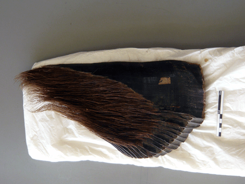 f:id:Naturalhistory:20091126181656g:image f:id:Naturalhistory:20091126181656g:image