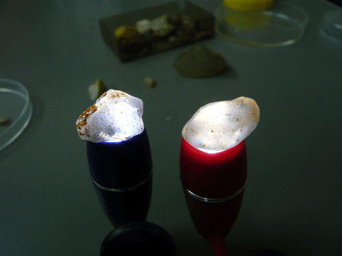 f:id:Naturalhistory:20091127184110g:image