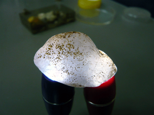 f:id:Naturalhistory:20091127184111g:image