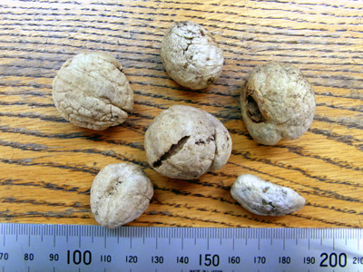 f:id:Naturalhistory:20091206162132j:image