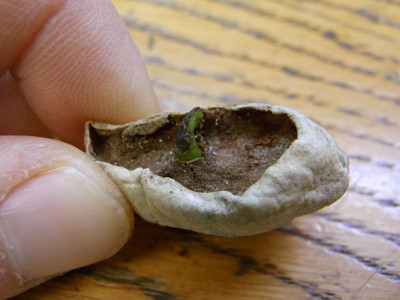 f:id:Naturalhistory:20091206165317j:image