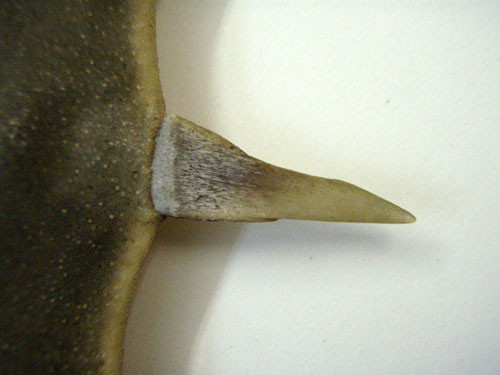 f:id:Naturalhistory:20091208173419j:image
