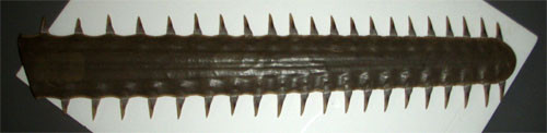 f:id:Naturalhistory:20091208175258j:image