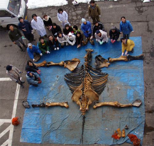 f:id:Naturalhistory:20091227162453j:image