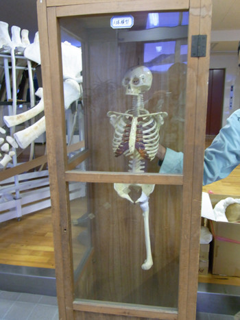 f:id:Naturalhistory:20100107165405j:image