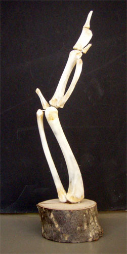 f:id:Naturalhistory:20100108151727j:image