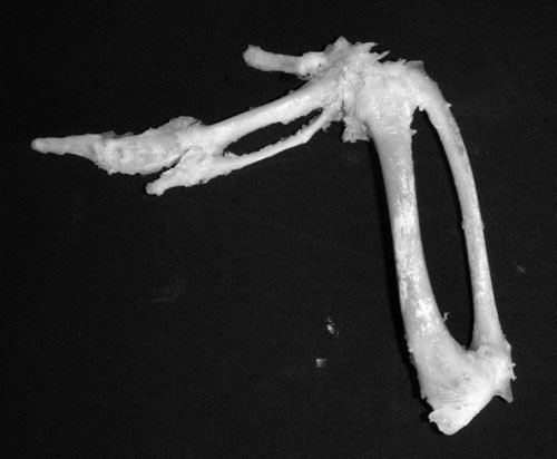 f:id:Naturalhistory:20100108151819j:image f:id:Naturalhistory:20100108151819j:image