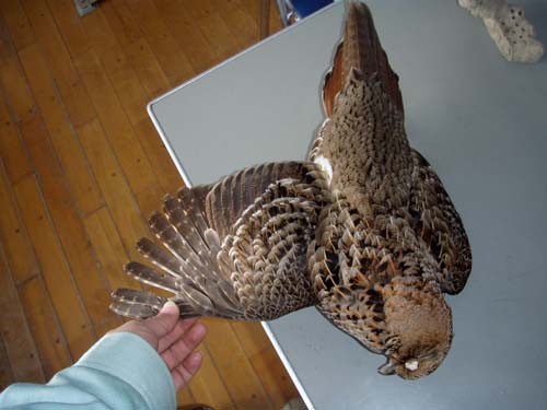 f:id:Naturalhistory:20100110151218j:image