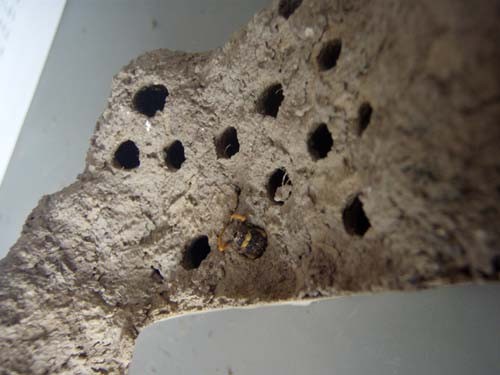 f:id:Naturalhistory:20100110151400j:image