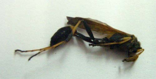 f:id:Naturalhistory:20100110171024j:image