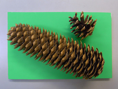 f:id:Naturalhistory:20100121171111j:image