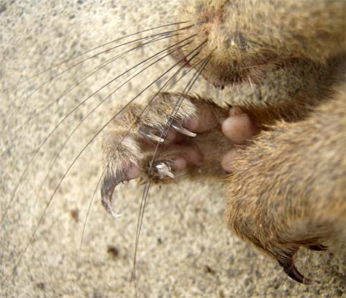 f:id:Naturalhistory:20100122135151j:image