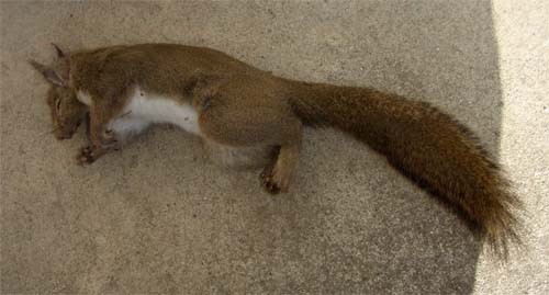 f:id:Naturalhistory:20100122135227j:image