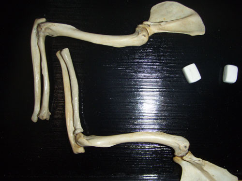 f:id:Naturalhistory:20100130164648j:image