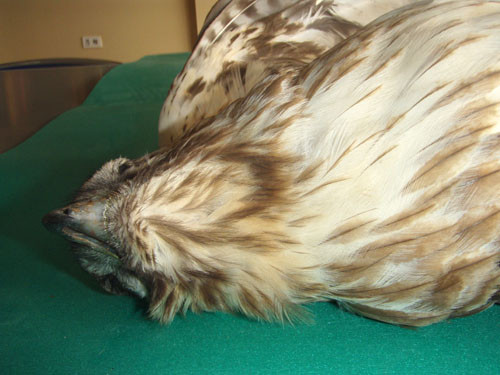 f:id:Naturalhistory:20100131143955j:image