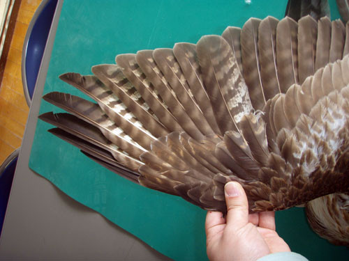 f:id:Naturalhistory:20100131144019j:image