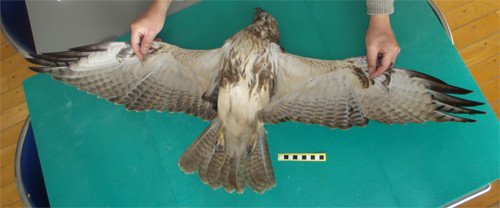 f:id:Naturalhistory:20100131145138j:image