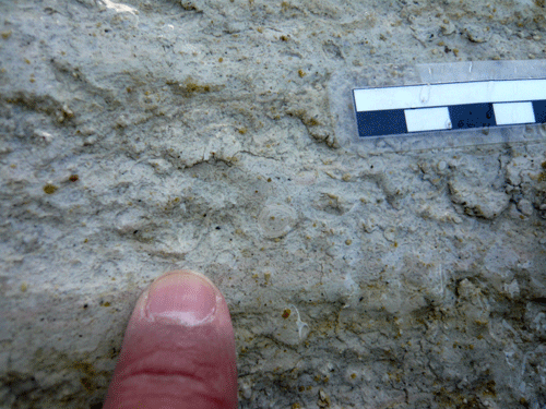 f:id:Naturalhistory:20100206175000g:image