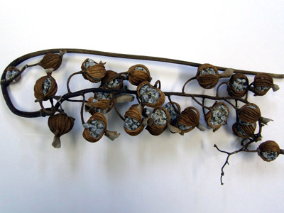 f:id:Naturalhistory:20100210171525j:image f:id:Naturalhistory:20100210171525j:image