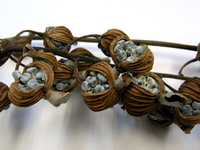 f:id:Naturalhistory:20100210171556j:image f:id:Naturalhistory:20100210171556j:image