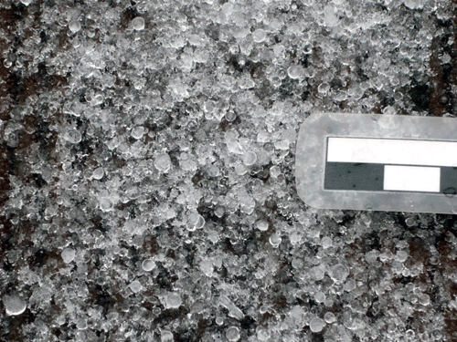 f:id:Naturalhistory:20100211173114g:image