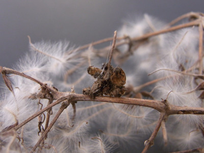 f:id:Naturalhistory:20100213084415j:image