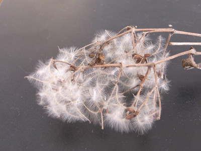 f:id:Naturalhistory:20100213084449j:image