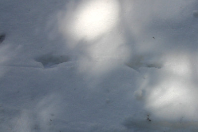 f:id:Naturalhistory:20100221113223j:image