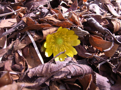 f:id:Naturalhistory:20100223114254j:image