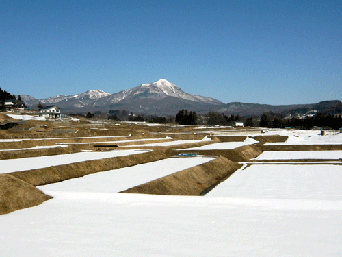 f:id:Naturalhistory:20100224181804g:image